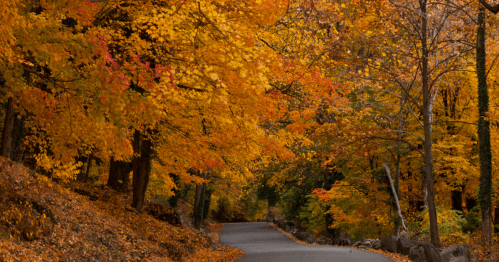 A winding road surrounded by vibrant autumn foliage in shades of orange and yellow.