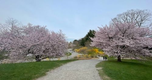 A scenic park pathway lined with blooming cherry blossom trees and greenery, with two people walking in the distance.