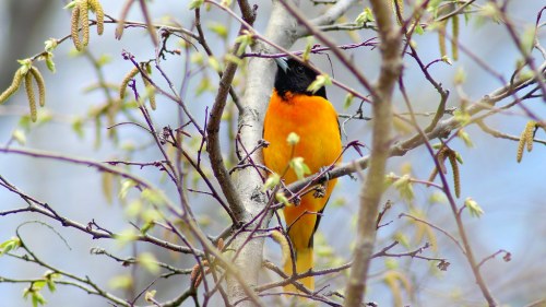 A vibrant orange and black bird perched among budding branches in a natural setting.