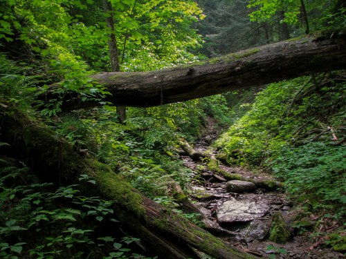 A serene forest scene with a fallen log over a rocky stream, surrounded by lush green foliage and trees.