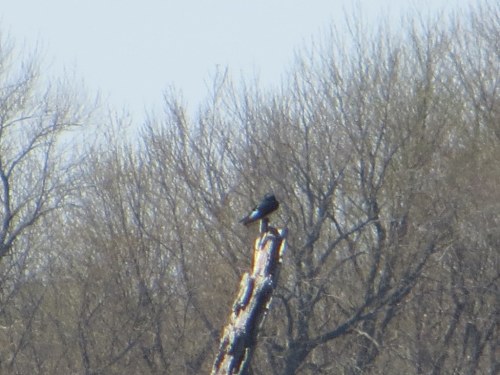 A bird perched on a tall, bare branch with trees in the background, under a clear blue sky.