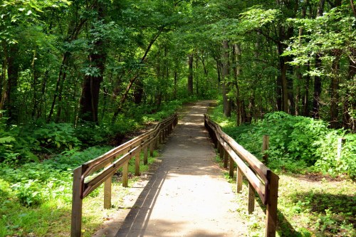 A serene pathway through a lush green forest, bordered by wooden railings and dappled sunlight.