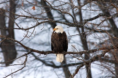 A bald eagle perched on a tree branch, surrounded by bare branches and a snowy background.