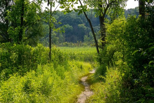 A winding dirt path through lush greenery, leading into a serene forested area with tall grass and trees.