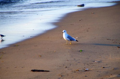 A seagull stands on a sandy beach near the water's edge, with gentle waves lapping at the shore.