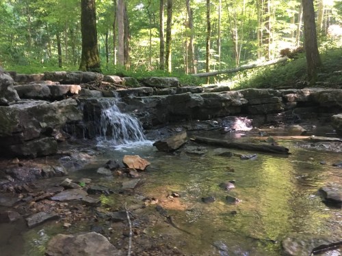 A serene forest scene featuring a small waterfall cascading over rocks into a clear stream surrounded by lush greenery.