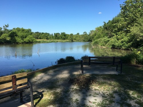 A serene park scene featuring a calm lake surrounded by lush greenery and two empty benches under a clear blue sky.