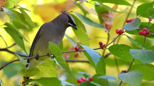 A bird perched on a branch with red berries, surrounded by green leaves in a vibrant natural setting.