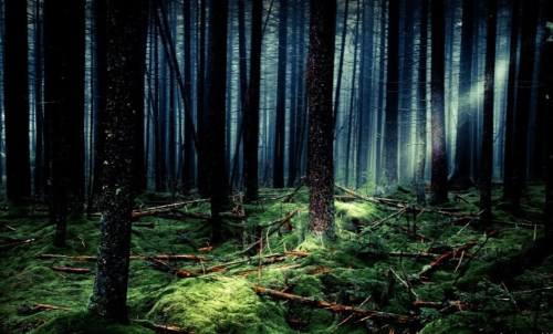 A misty forest with tall trees, moss-covered ground, and scattered branches, creating a mysterious atmosphere.