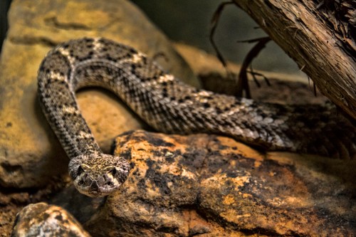 A close-up of a snake resting on rocks, blending into its natural environment with a textured, patterned body.