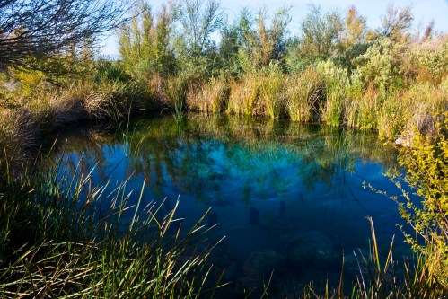 A serene pond surrounded by lush greenery and tall grasses, reflecting the blue sky and trees.
