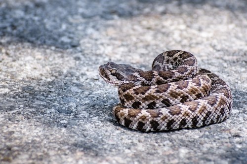 A coiled snake with a patterned brown and gray body resting on a gravel surface.