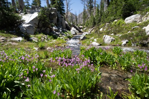 A serene landscape featuring a stream surrounded by vibrant purple flowers and lush greenery under a clear blue sky.
