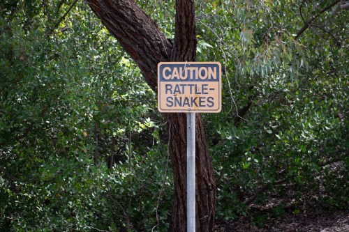 A caution sign warning of rattlesnakes, posted near a tree in a green, wooded area.