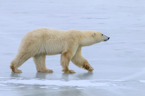 A polar bear walking on a frozen surface, with a pale, fluffy coat against a gray, icy background.