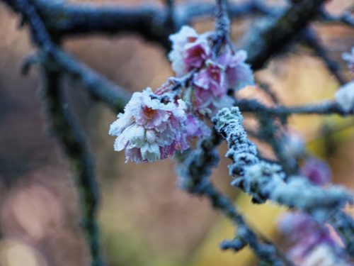 Frost-covered pink flowers on a branch, surrounded by icy blue tones and blurred background.