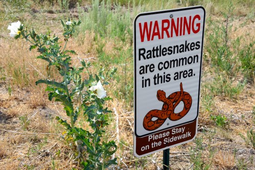 A warning sign about rattlesnakes in the area, with a snake illustration and a reminder to stay on the sidewalk.