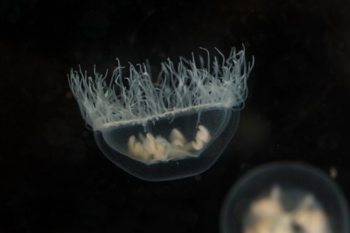 A translucent jellyfish with long, delicate tentacles floating in dark water.