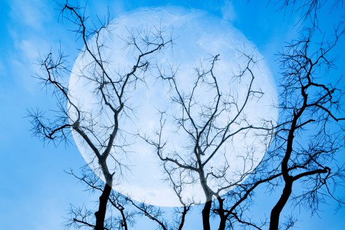 Silhouetted bare trees against a large, glowing moon in a blue sky.