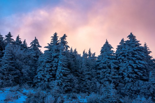 Snow-covered evergreen trees against a colorful sky at dawn, creating a serene winter landscape.