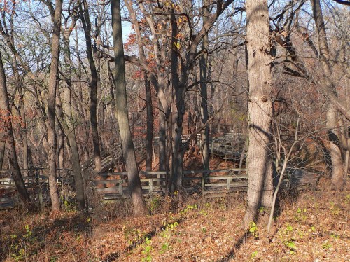 A wooded area with tall trees and a wooden fence, featuring autumn foliage and a clear blue sky.