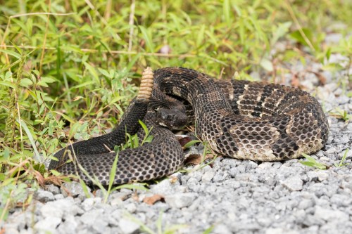 A coiled snake resting on gravel, surrounded by green grass and foliage.