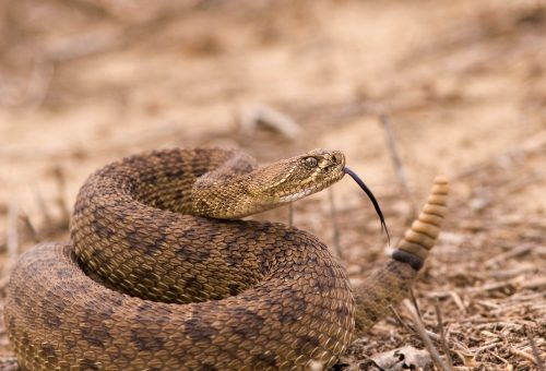 A close-up of a coiled snake with a patterned brown body and a forked tongue, set against a blurred natural background.