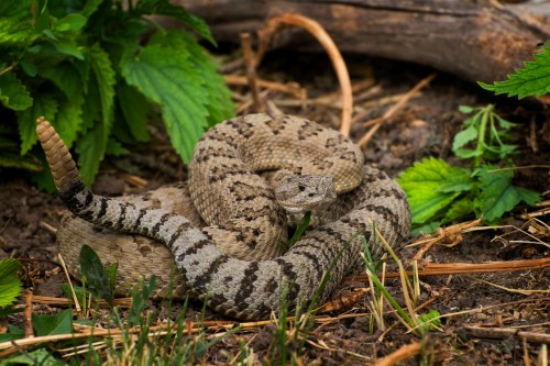 A coiled snake with a patterned body resting on the ground among green leaves and twigs.