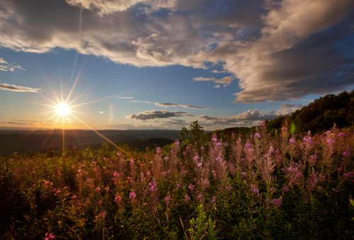 A sunset over a valley, with vibrant purple flowers in the foreground and dramatic clouds in the sky.
