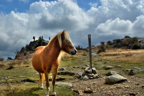 A brown horse stands on a rocky hillside with cloudy skies and distant hikers in the background.