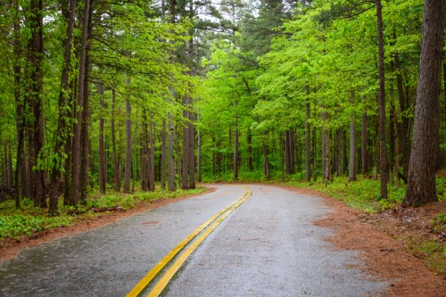 A winding road through a lush green forest, with tall trees and a wet pavement after rain.