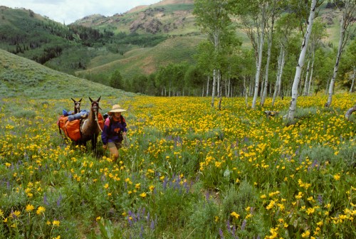 A person walks through a vibrant field of yellow flowers, accompanied by a pack animal, surrounded by green hills and trees.