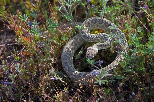 A coiled snake blends into the grass and wildflowers, showcasing its textured scales and natural camouflage.