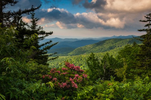 A scenic view of rolling green mountains under a cloudy sky, with pink flowers in the foreground.