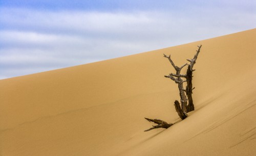 A solitary, weathered tree branch stands on a sandy dune under a blue sky with soft clouds.