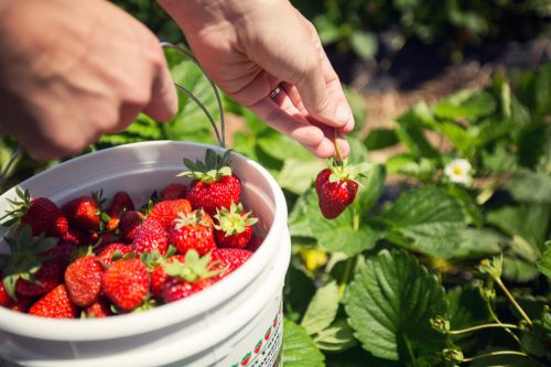 A hand picks a ripe strawberry from a plant, with a bucket of freshly harvested strawberries nearby.