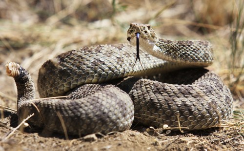 A coiled rattlesnake with a raised head and forked tongue, resting on dry grass and dirt.