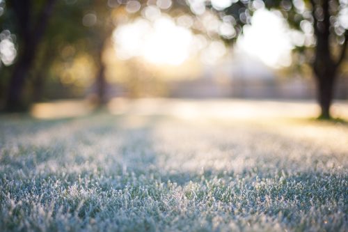 A sunlit grassy field with morning dew, surrounded by trees, creating a soft, dreamy atmosphere.