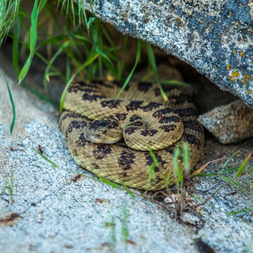 A coiled snake with a patterned body resting under a rock, surrounded by grass and small plants.