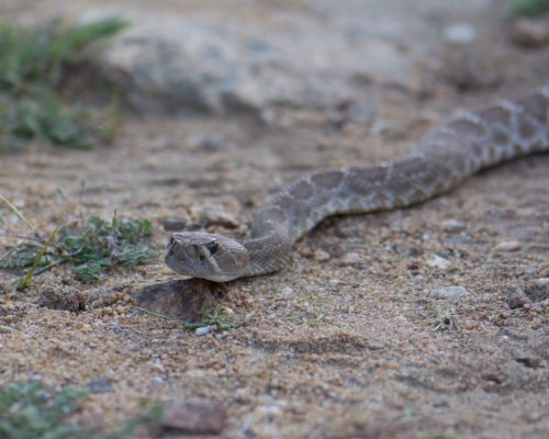 A close-up of a brown snake on sandy ground, partially coiled with its head raised, surrounded by sparse grass.