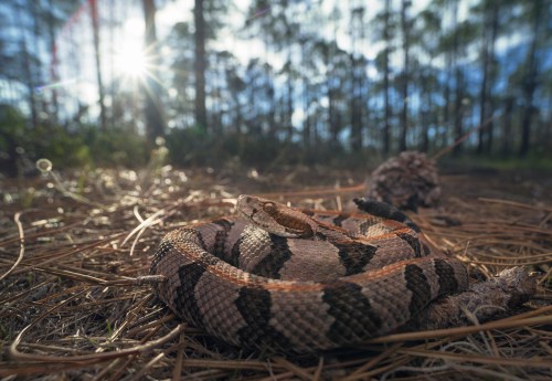 A coiled snake rests on the forest floor, with sunlight filtering through trees in the background.
