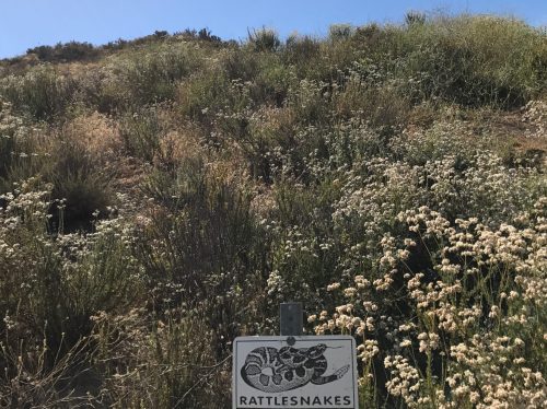 A sign warning of rattlesnakes in a grassy, flower-filled hillside under a clear blue sky.