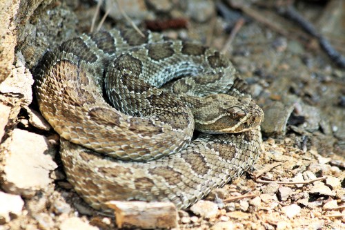 A coiled snake resting on rocky ground, blending in with its surroundings.
