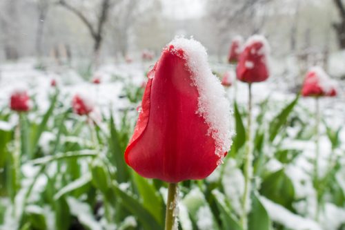 Red tulip with a dusting of snow on its petals, surrounded by green leaves in a snowy garden setting.