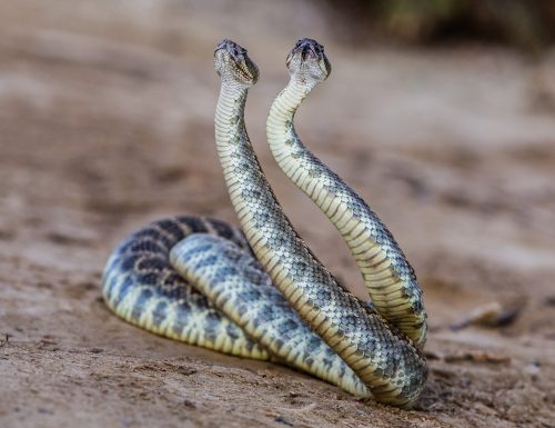 Two-headed snake coiled on the ground, showcasing its unique dual heads and patterned scales.