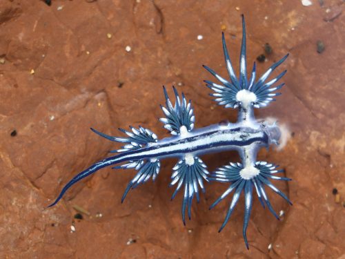 A vibrant blue and white sea slug with elongated, feather-like appendages on a rocky surface.