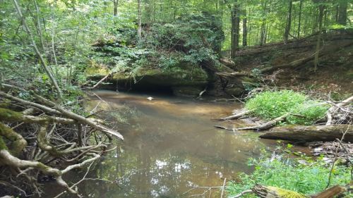 A serene forest scene featuring a calm creek surrounded by lush greenery and fallen branches.