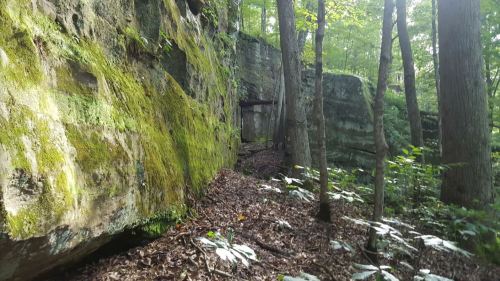 A forest scene with moss-covered rock formations, trees, and a path covered in leaves.