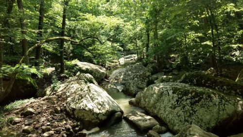 A serene forest scene with a flowing stream and large rocks, surrounded by lush green trees.