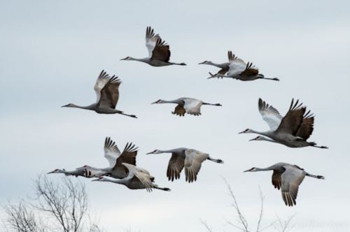 A flock of cranes flying in formation against a cloudy sky, with some trees in the foreground.